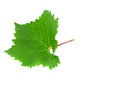 Grapes green leaf . Isoalted Royalty Free Stock Photo