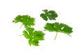 Grapes green leaf . Isoalted Royalty Free Stock Photo