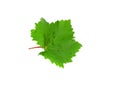Grapes green leaf . Isoalted Royalty Free Stock Photo