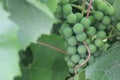 Grapes with green leaves 8130 Royalty Free Stock Photo