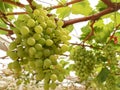 Green grapes tree Royalty Free Stock Photo