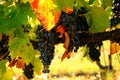 Grapes in a Green Vineyard in Chianti, Tuscany region Royalty Free Stock Photo