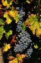 Grapes in a Green Vineyard in Chianti, Tuscany region Royalty Free Stock Photo