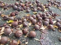 Grapes on the ground in the city of Heusenstamm in Germany