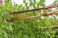 Grapes grow along railing on the roof Novi Vinodolski Croatia