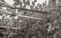 Grapes grow along railing on the roof Novi Vinodolski Croatia