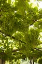 Grapes Growing On A Trellis