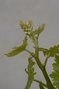 Grapes growing on a vine