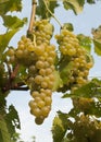 Grapes Growing on a Vine Royalty Free Stock Photo