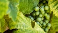 Grapes growing on the vine hidden amongst the leaves