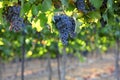 Grapes of Gush Etzion winery in august, Israel