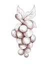 Grapes, hand draw picture
