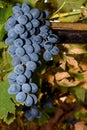 Grapes hanging from vine-arbour Royalty Free Stock Photo