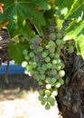 Grapes Hanging from a Vine Royalty Free Stock Photo