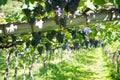 Grapes hanging on vines at wine culivation