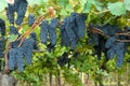 Grapes hanging in a vineyard