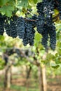 Grapes hanging in a vineyard