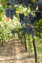 Grapes hanging in a vineyard