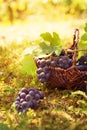 Grapes harvest