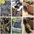 Grapes harvest collage Royalty Free Stock Photo