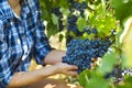 Grapes harvest. Farmer with freshly harvested grapes.