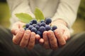 Grapes harvest