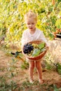 Grapes harvest. Little baby girl picks grape harvest in basket in summer time at sunset. Portrait of beautiful caucasian child Royalty Free Stock Photo