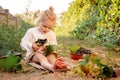 Grapes harvest. Little baby girl picks grape harvest in summer time at sunset. Portrait of beautiful caucasian child girl 3 years Royalty Free Stock Photo