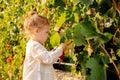 Grapes harvest. Little baby girl picks grapes harvest in the summer time at sunset. Portrait of a beautiful white child girl 3 Royalty Free Stock Photo