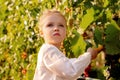 Grapes harvest. Little baby girl picks grapes harvest in the summer time at sunset. Portrait of a beautiful white child girl 3 Royalty Free Stock Photo