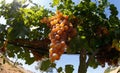 Grapes harvest season at countryside field near Santa Maria in Mallorca