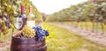 Grapes harvest in vineyard. Wine bottles, wineglass, wood rustic barrel and corkscrew. Traditional winemaking and wine tasting con