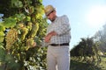 Grapes harvest, Winemaker in vineyard Royalty Free Stock Photo