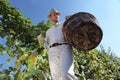 Grapes harvest, Winemaker in vineyard Royalty Free Stock Photo