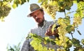 Grapes harvest, Winemaker in vineyard
