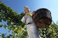 Grapes harvest, Winemaker in vineyard Royalty Free Stock Photo