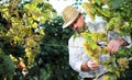 Grapes harvest, Winemaker in vineyard Royalty Free Stock Photo