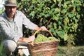 Grapes harvest, Winemaker in vineyard