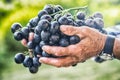 Grapes harvesting. Black or blue bunch grapes in hand old senior farmer Royalty Free Stock Photo