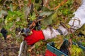 Grapes Harvesting and Picking Up. Grape harvesting for wine making storytelling Royalty Free Stock Photo