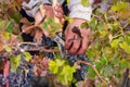 Grapes Harvesting and Picking Up. Grape harvesting for wine making storytelling Royalty Free Stock Photo