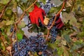 Grapes Harvesting and Picking Up. Grape harvesting for wine making storytelling Royalty Free Stock Photo