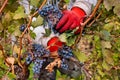 Grapes Harvesting and Picking Up. Grape harvesting for wine making storytelling Royalty Free Stock Photo