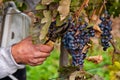 Grapes Harvesting and Picking Up. Grape harvesting for wine making storytelling Royalty Free Stock Photo