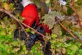 Grapes Harvesting and Picking Up. Grape harvesting for wine making storytelling Royalty Free Stock Photo