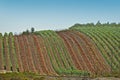 Grapes Harvesting - Vineyards