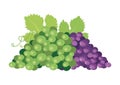 Green and red ripe grapes icon vector