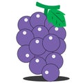 grapes in illustration design for illustration isolated