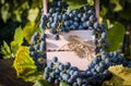 Grapes in a basket Royalty Free Stock Photo