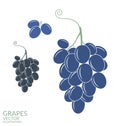 Grapes. Isolated fruit on white background